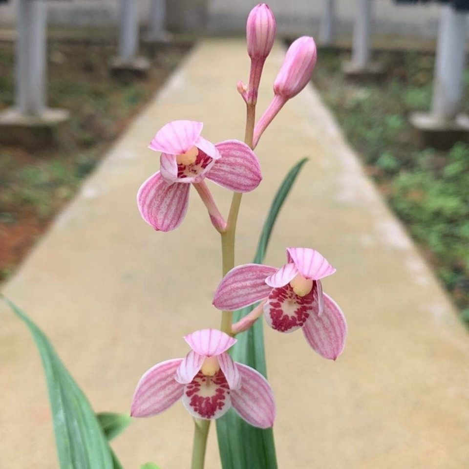 凤月荷兰花—叶带金边,花香浓郁,每年可开花4次