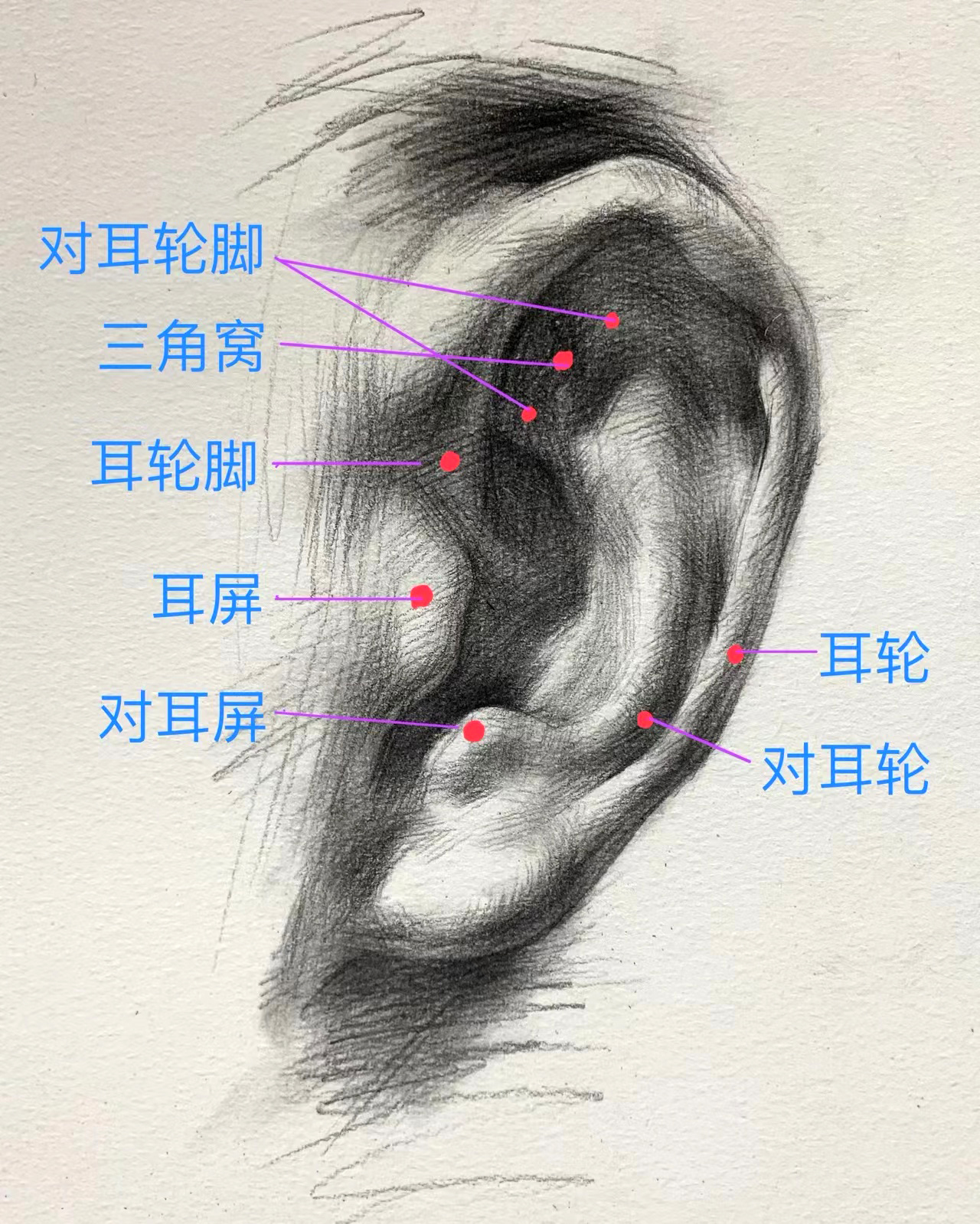 人的耳朵画法图片