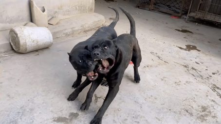 世界上最狂暴的犬种西班牙加纳利 性格极其残忍 你敢靠近它吗 搞笑 萌宠 好看视频
