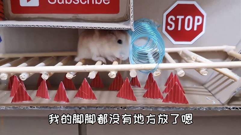小仓鼠大冒险意外掉进海洋球里舒服的竟然不想继续闯关