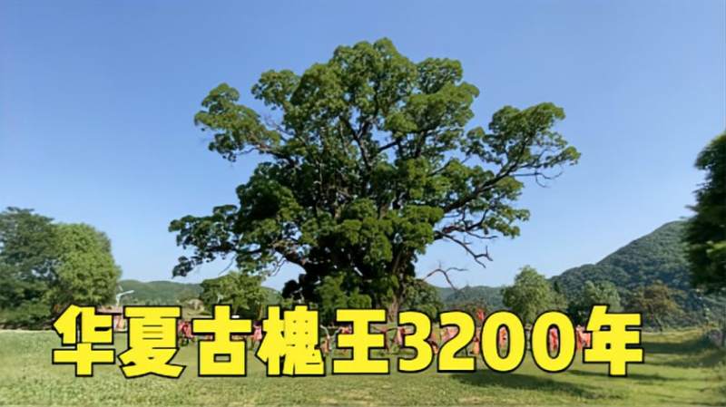 实锤甘肃这颗华夏古槐王3200年当之无愧树龄最长古槐