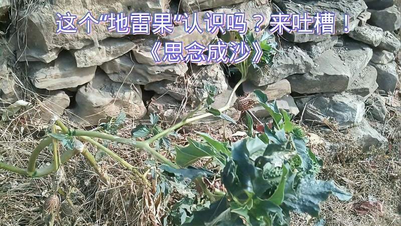 新农村桃园思念成沙这个地雷果全身有毒认识吗来吐槽