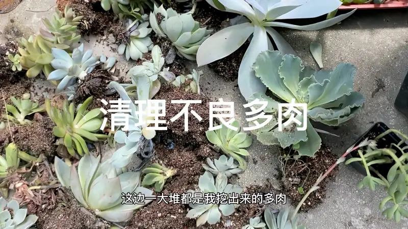 清理地栽多肉 花坛储水太多导致徒长和黑腐严重 家居 园艺 好看视频