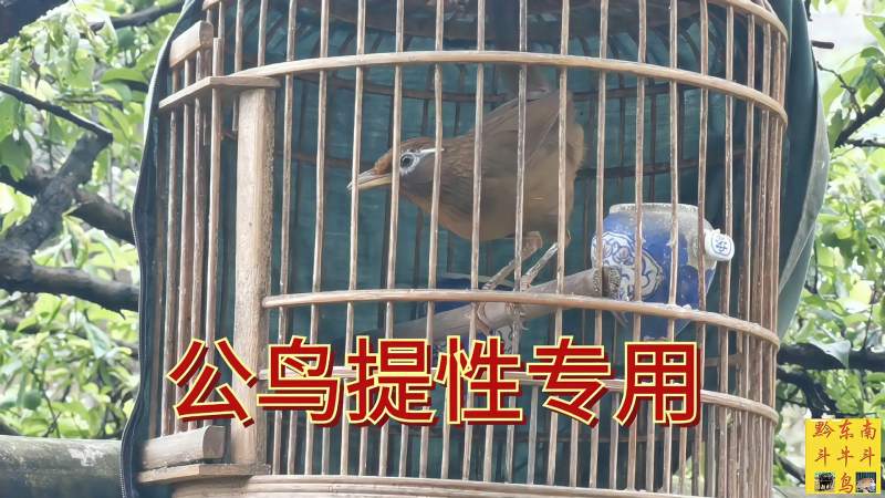 画眉公鸟提性专用