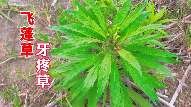 田间害草飞蓬草人称牙疼草捣碎价值高解决不少生活烦恼
