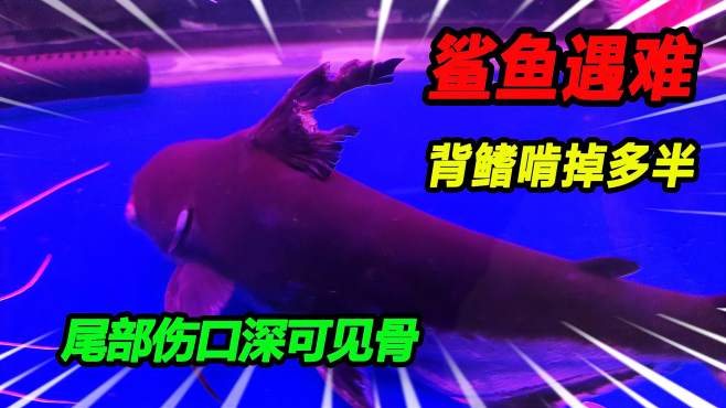 [图]48公分鲨鱼惨痛遇难，鱼鳍鱼尾伤口深可见骨，探查原因牵出凶手