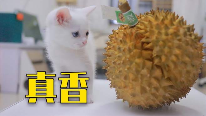 [图]小奶猫第一次闻到榴莲，味道太上头了，狗爸爸乐开了花！