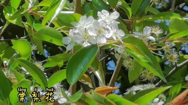 [图]云南人都爱吃的初春野菜～水腌菜炒棠梨花