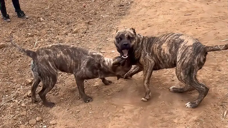 世界上最狂暴的犬种 性格极其残忍 刚出笼子就开始对战 搞笑 萌宠 好看视频 世界上最狂暴的犬种 性格极其残忍 刚出笼子就开始对战 搞笑 萌宠 好看视频