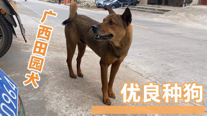 广西田园犬,在农村发现一只体型优美的田园犬,搞笑,萌宠,好看视频