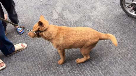 中华田园犬,五红土狗
