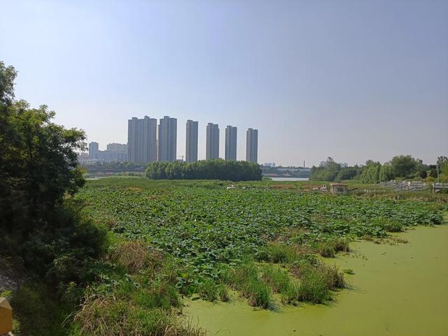 唐河湿地公园图片