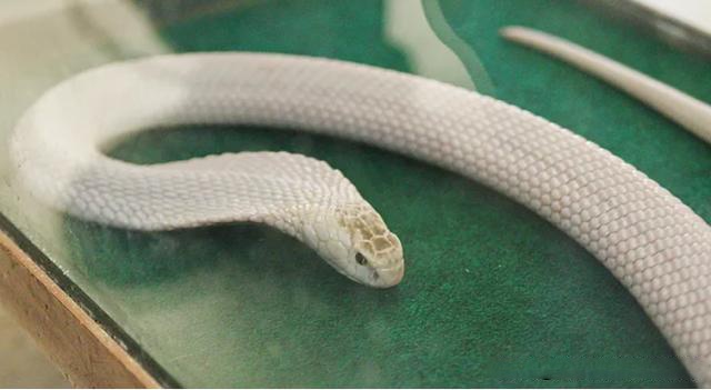 白化蛇 眼镜王蛇图片