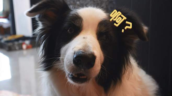西卡船长吖