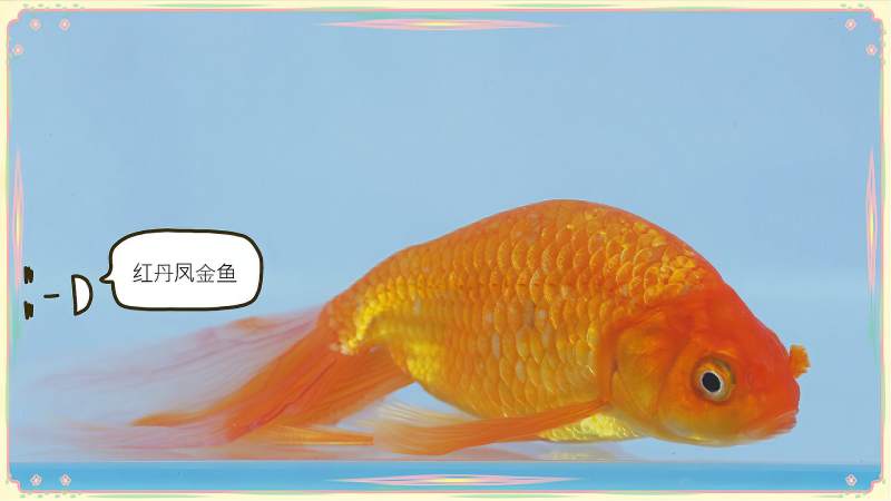 红丹凤金鱼经典的凤凰尾游出不一样的美