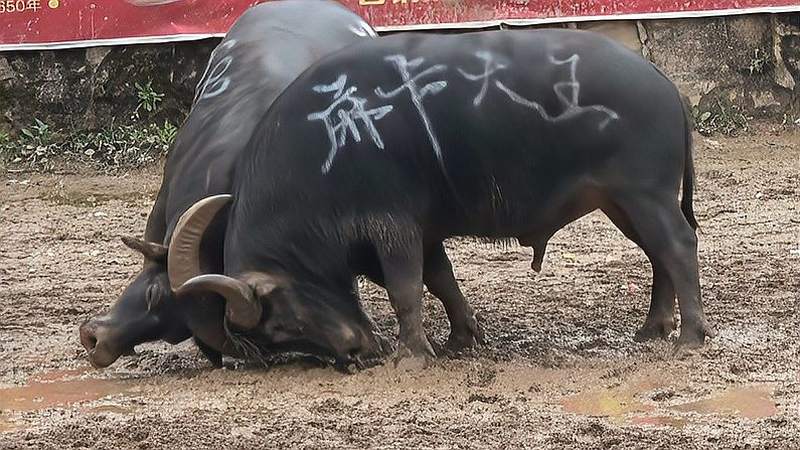 "克上王"牛王被野牛侧面攻击,防不胜防,大家都以为要跑了,体育,极限