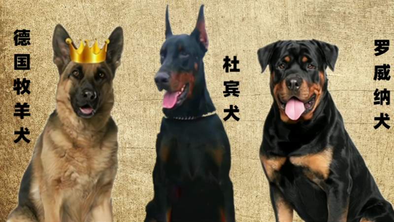 世界上五种杰出的军用犬种国产警犬入围