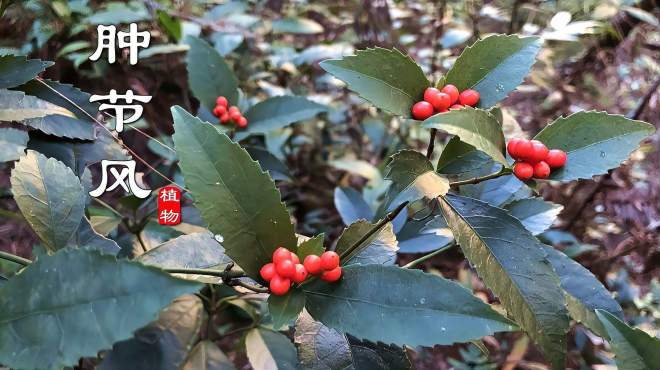 [图]“草珊瑚”又叫肿节风是种实用植物，价值很高！上山看到别不认识