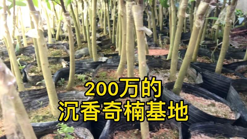 200万的奇楠沉香基地种植面积10亩海南小伙果然不简单