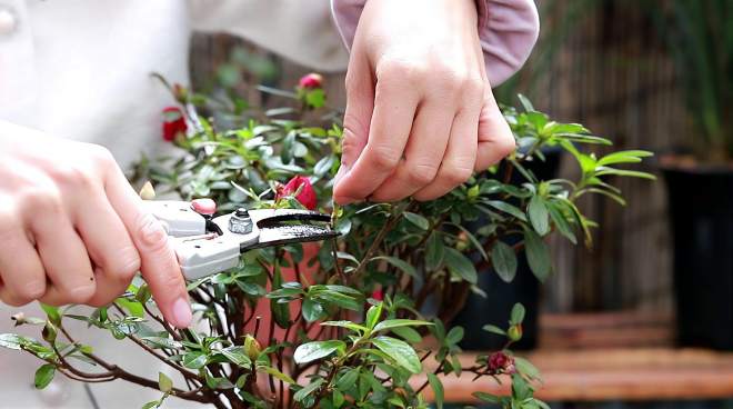 [图]杜鹃花花谢后，你知道怎么让它二次开花更多吗？