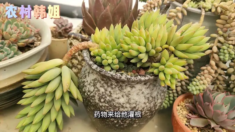 分享几种常见的多肉害虫以及它们的防治方法 家居 园艺 好看视频 分享几种常见的多肉害虫以及它们的防治方法 家居 园艺 好看视频