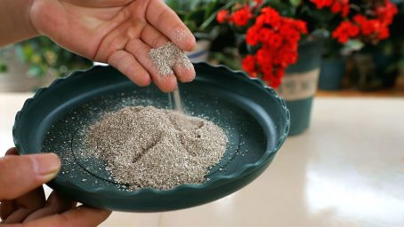 高手给花卉催花 偏爱这种 神器 催花肥 效果远甩磷酸二氢钾 家居 园艺 好看视频 高手给花卉催花 偏爱这种 神器 催花肥 效果远甩磷酸二氢钾 家居 园艺 好看视频