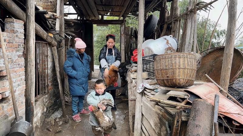 贵州小潘明天就是大年三十了提前准备两只鸡有标标帮忙快多啦