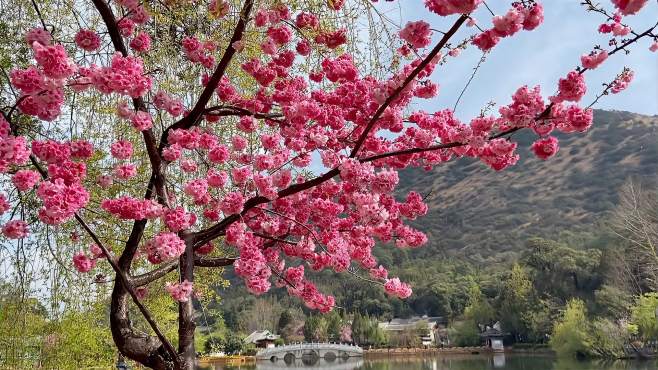 [图]丽江旅游，不要错过免费公园黑龙潭，很多人都不知道这里太美了