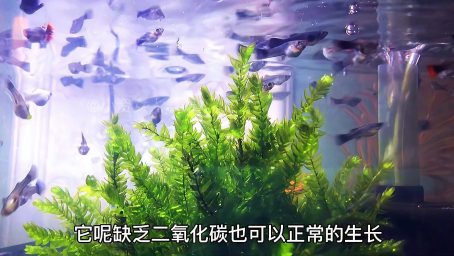 鱼缸的水体表面有一层 油膜 怎么办 几种除油膜的方法 很好用 好看视频 鱼缸的水体表面有一层 油膜 怎么办 几种除油膜的方法 很好用 好看视频