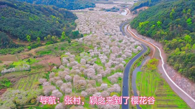 [图]张村樱花谷，这是什么神仙地方，美似天宫，免费欣赏