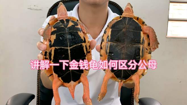 讲解一下金钱龟如何区分公母