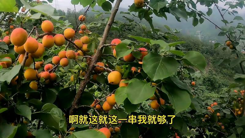 大山里发现一棵百年野杏树满满的一树果子摘点回家吃