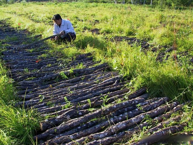 林区山货—采种黑木耳