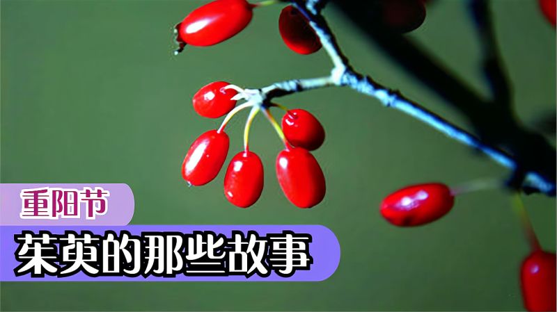 「遍插茱萸少一人」中的茱萸是啥,细数重阳节茱萸的那些故事