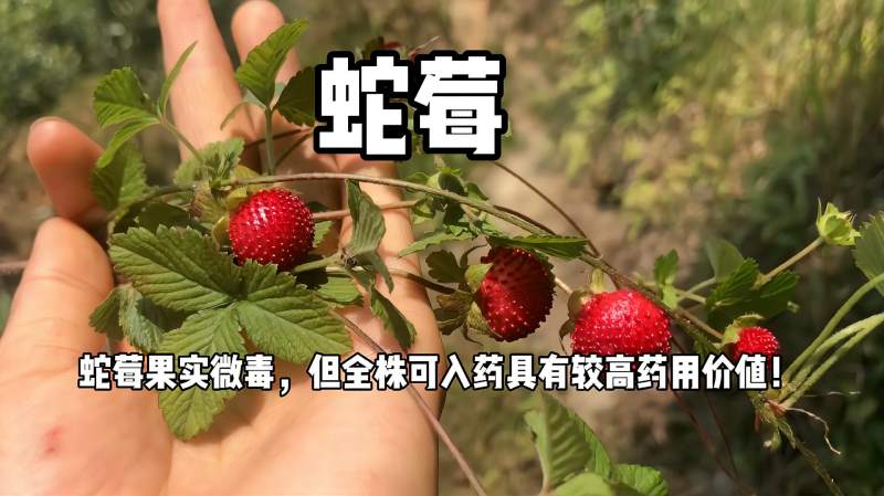 蛇莓有轻微毒性但全草可入药有很高的药用价值在农村随处可见