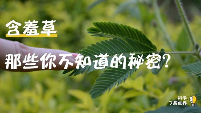 [图]含羞草会引起脱发？含羞草那些你不知道的秘密