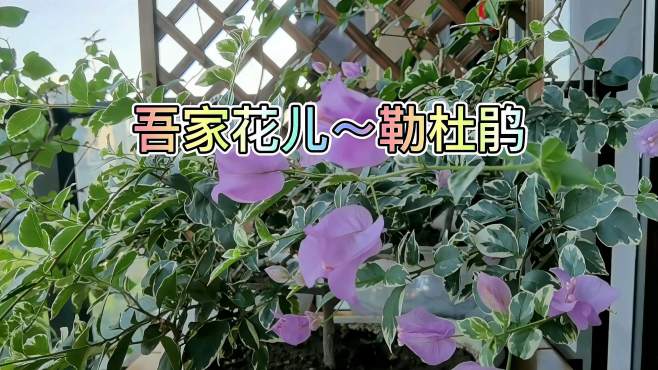 [图]吾家花儿勒杜鹃～