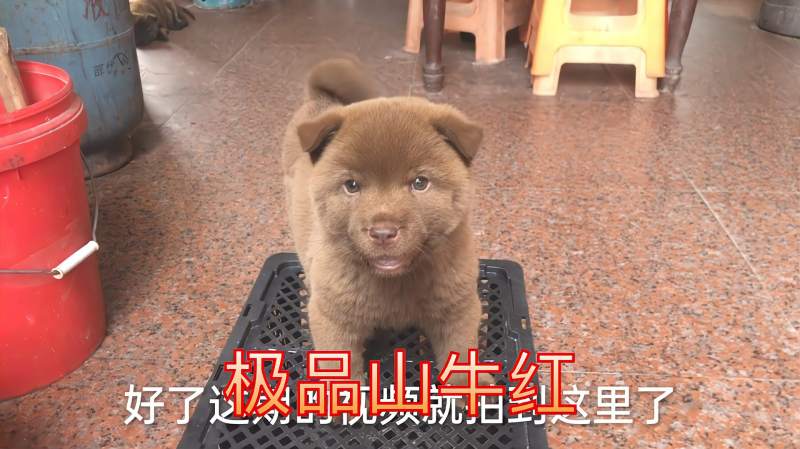 中华田园犬极品山牛红老梁也是第一次遇到