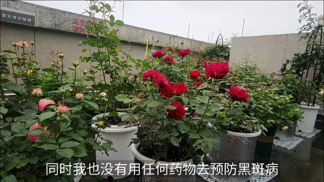 [图]为什么我的月季花雨季中不得黑斑病？被黑斑病困扰的花友进来看看