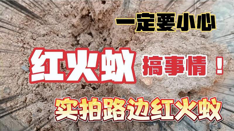无敌红火蚁入侵草坪公园一定要小心橘子姐实拍福建漳州红火蚁
