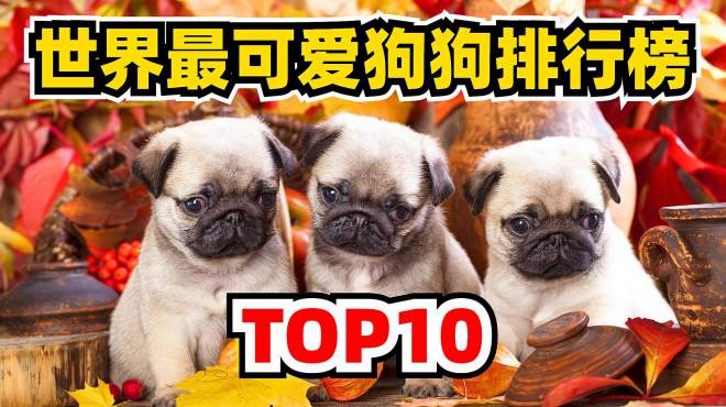 [图]世界上最可爱狗狗排行榜TOP10