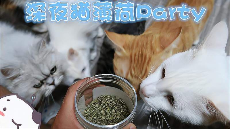 小日常深夜给睡觉的猫咪们吸猫薄荷会怎样