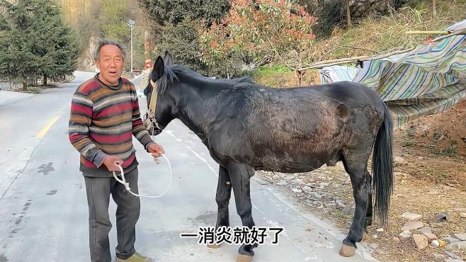 [图]73岁大爷赶骡子，公骡撇住腿，忍痛驮300斤重物上山，真心疼