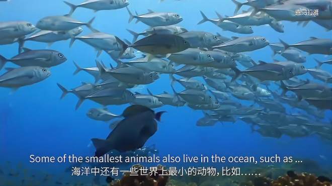 [图]国家地理经典纪录片：小探险家——海洋ocean