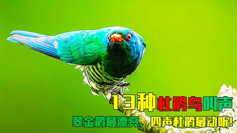 杜鹃鸟叫声大全13种杜鹃鸟叫声清晰响亮解开童年的困惑