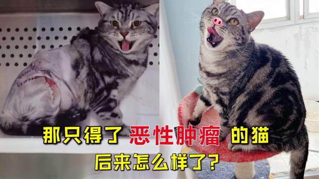 [图]猫咪得了恶性肿瘤，手术回家后疯狂干饭，我要把切掉的肉补回来！