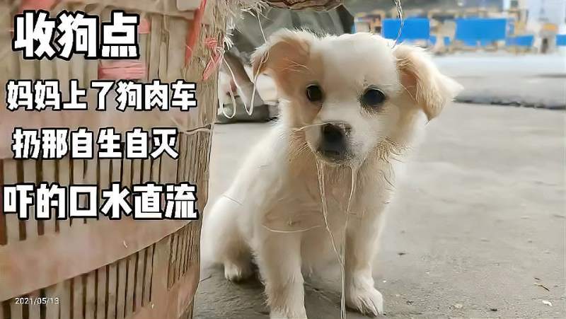 妈妈上了狗肉车我被扔在这里自生自灭我怕极了