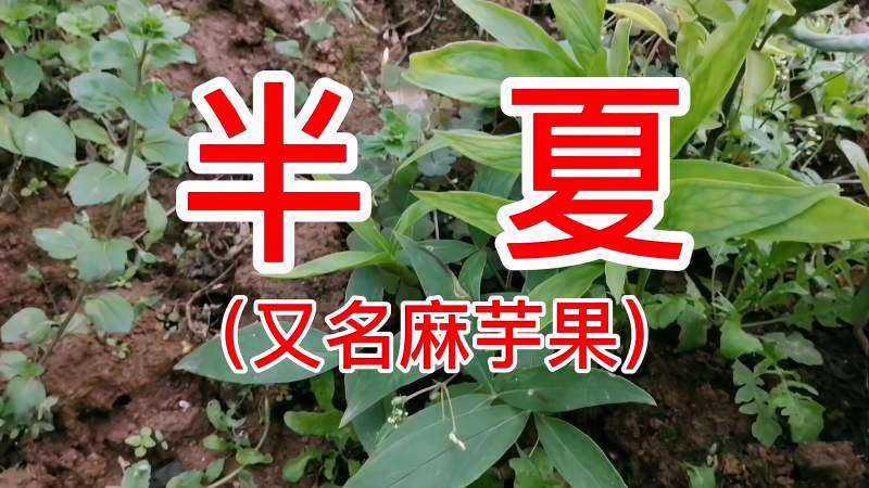 农村一种不起眼的野生植物名半夏又称麻芋子现在能卖40元一斤