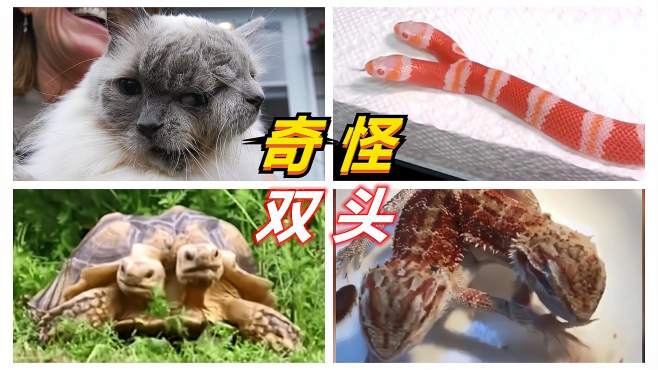 7个奇怪的双头动物,看看有史以来最不可思议的变异生物.