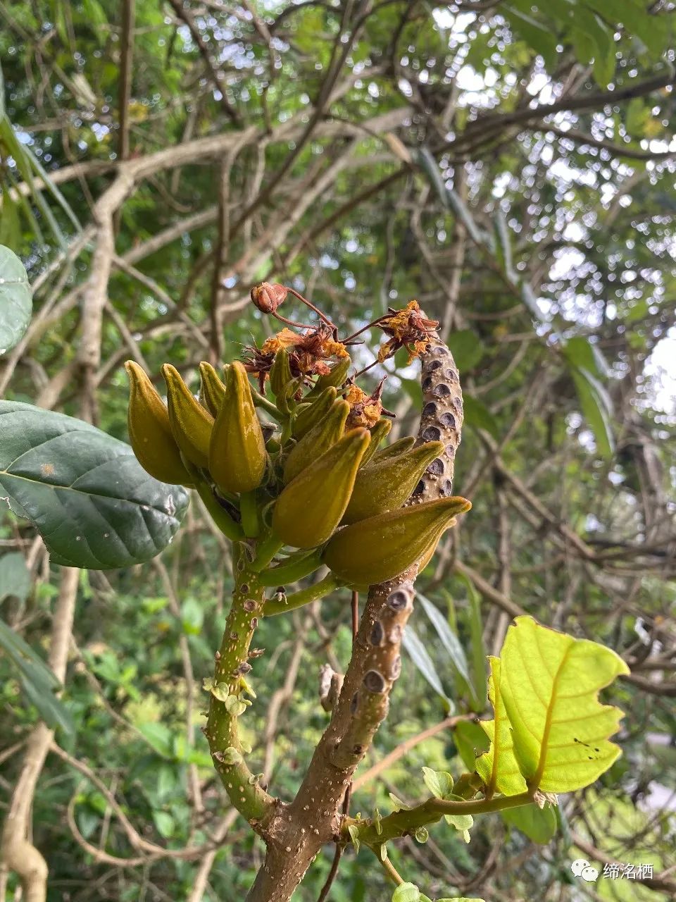 拾花集